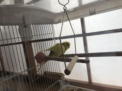 「るる」のお世話係。