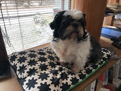 ぎんは美容室へ