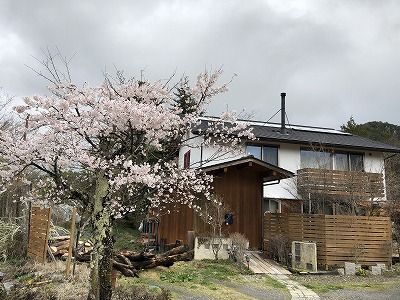 さくら咲きました！