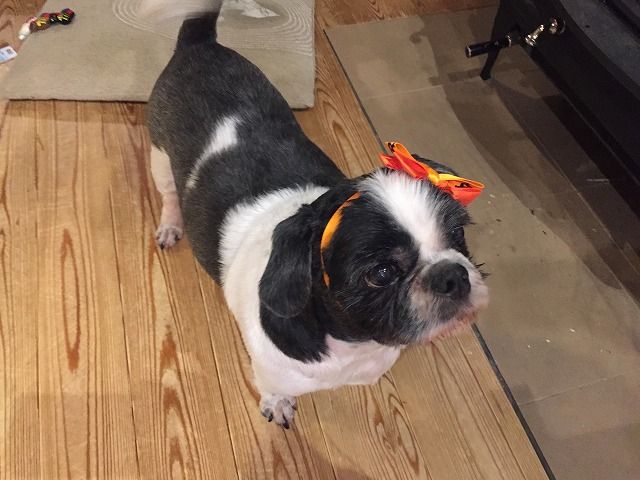 ハロウィンと秋の避難訓練