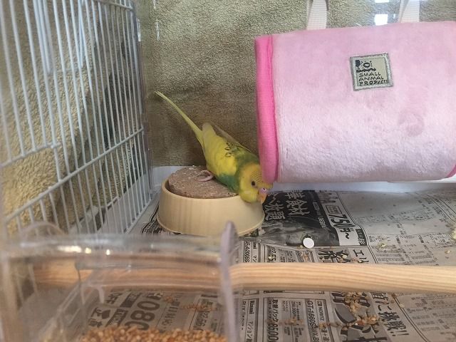 インコ飼い始めました。