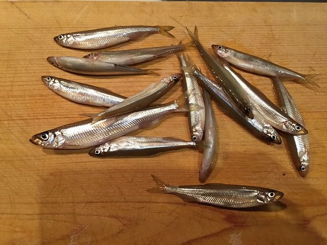 ワカサギをいただきました！