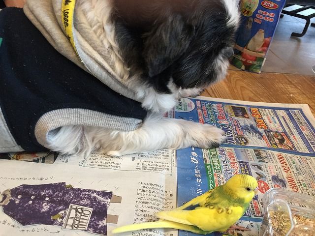 犬と鳥