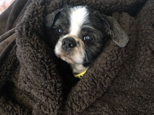 ぎん君の体調が。