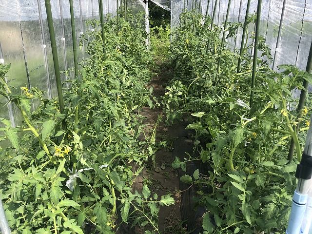 トマト育ってます！